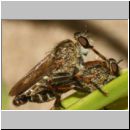 Tolmerus cf cingulatus - Raubfliege 06b 12mm - Sandgrube OS-Wallenhorst.jpg